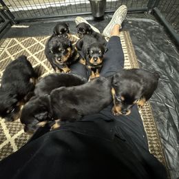 German Shepherd and Rottweiler Puppies from Von Der Hügelspitze