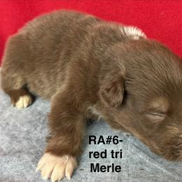 RA6 - Red tri-color male Australian Shepherd puppy in Ada, Ohio from Windy Hill Aussies