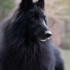 Oz - Belgian Sheepdog