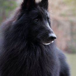 Oz - Belgian Sheepdog