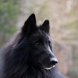 Oz - Belgian Sheepdog