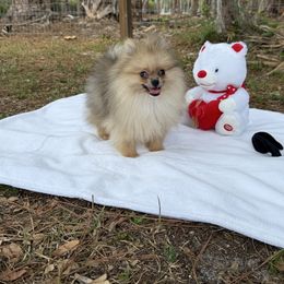 Biscuit 4.12 pounds - Orange sable male Pomeranian puppy in North Naples, Florida from Precious Puppies 🐶