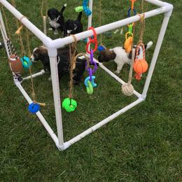 Bernedoodle and Poodle Puppies from Sunset Family Farm
