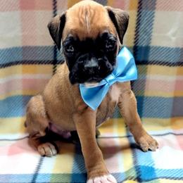 Zoro - Fawn male Boxer puppy in Mountain Home, Idaho from LJK Boxers & Toy Aussies