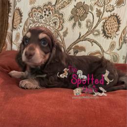 Chip- Chocolate and cream male - Chocolate and cream male Dachshund puppy in Mt. Pleasant, Texas from The Spotted Doxie
