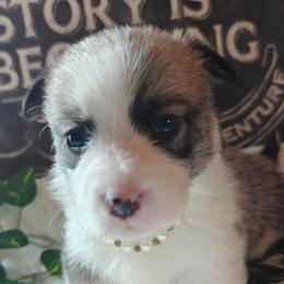 Kiara - Sable female Pembroke Welsh Corgi puppy in Saint John, Washington from Fuzzbutt Farms LLC