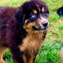 Reef - Black tri-color male Australian Shepherd puppy in Mineral Wells, Texas from A6 Australian Shepards