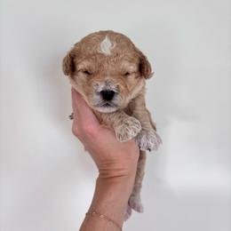 Cinnamon - female Cavapoochon puppy in Morris, Pennsylvania from Heartland Puppies