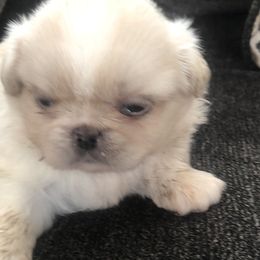Pekingese, Poodles, and Shih Tzus from Happy puppies