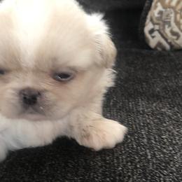 Pekingese, Poodles, and Shih Tzus from Happy puppies