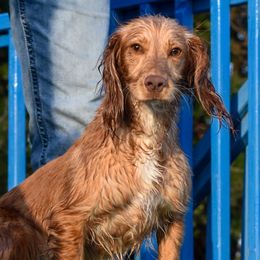 Tink - English Cocker Spaniel