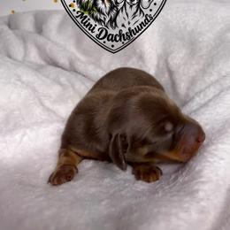 Hershey - Chocolate and tan male Dachshund puppy in Wytheville, Virginia from Dippin’ Dachs Mini Dachshunds