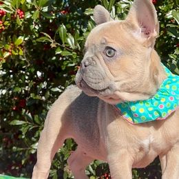 Boy 1 - French Bulldog puppy in Bergen County, New Jersey from Skye Blue Frenchies