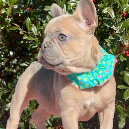Boy 1 - French Bulldog puppy in Bergen County, New Jersey from Skye Blue Frenchies