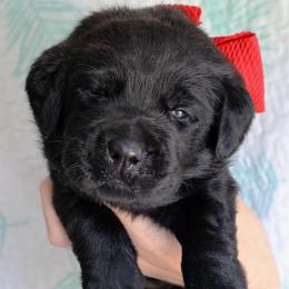 Roper - Black male Labrador Retriever puppy in Dunnellon, Texas from Belle Rose Labradors
