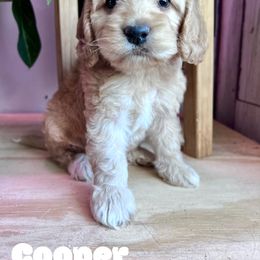 Cooper with training - Red male Cockapoo puppy in Boonville, North Carolina from Doods & Dolls
