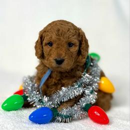 Blue collar - Red  male Goldendoodle puppy in Monrovia, California from Fancy Paws Inc