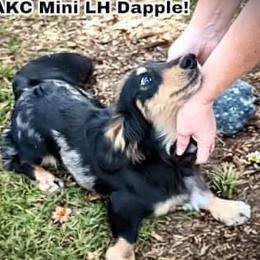 Pepe - Dachshund