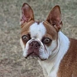 Honey - Boston Terrier
