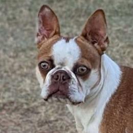 Honey - Boston Terrier