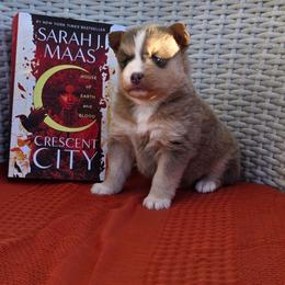 Hunt - Red and white male Pomsky puppy in Sumter, South Carolina from Emerald Skies Pomskies
