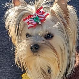 Yorkshire Terriers from Cannon Yorkies