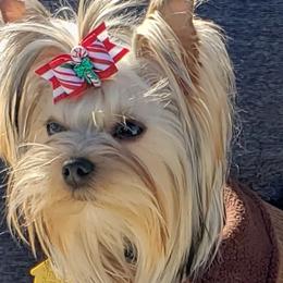 Yorkshire Terriers from Cannon Yorkies