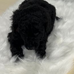 Red - Sold - Black male Poodle puppy in Hamilton, Ohio from Grandview Farm