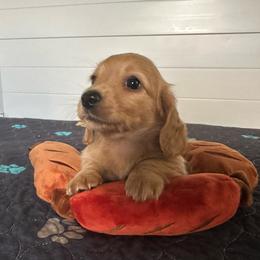 Snickers (Cello) - Cream female Dachshund puppy in Wolf Lake, Indiana from Canisteo Dachshunds