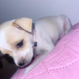 French Bulldogs from Bunny Ear Family