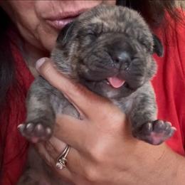 Pocahontas - Brindle female Boerboel puppy in Bon Aqua, Tennessee from Erickson Ranch Boerboels