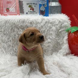 Fuchsia - Yellow female Labrador Retriever puppy in Heath Springs, South Carolina from Rich Hill Retrievers