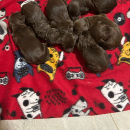 Girl 1 - Chocolate female Goldendoodle puppy in Phoenix, Arizona from Az Adorable Doodles
