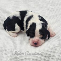 Juniper - Tri-color female Cavalier King Charles Spaniel puppy in Tyler, Texas from Kalon Cavaliers