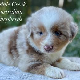Boy 2 - Red merle male Australian Shepherd puppy in Mount Sterling, Kentucky from Saddle Creek Australian Shepherds