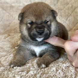 Shiba Inu Puppies from Prairie Shibas