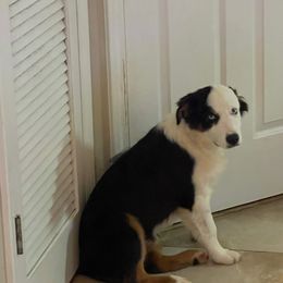 Boy 3 - Black tri-color Australian Shepherd puppy in Dothan, Alabama from Aussie Paws Trailblazers