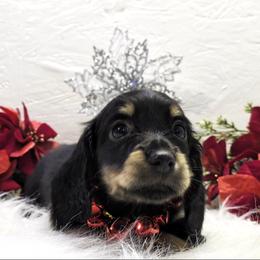 Girl 1 - Black and cream female Dachshund puppy in Mt. Sterling, Illinois from Doxie Do's
