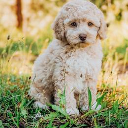 Theodore - Cream male Cockapoo puppy in Dixon, Montana from Super Z Kennels