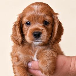 Cockapoo Puppies from Puppy Garden