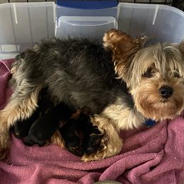 CHLOE - Yorkshire Terrier