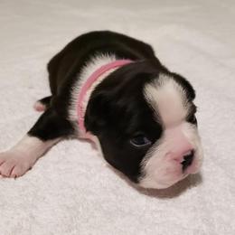 Boston Terriers from Bowles Boston Terriers