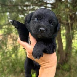 Storm - Black & white male Australian Shepherd puppy in Newton, Mississippi from Bright Star Aussies