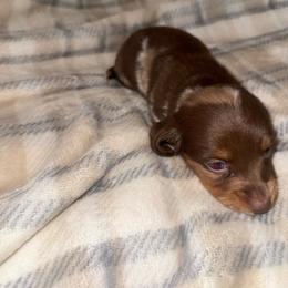 Long hair Dapple male - Dapple male Dachshund puppy in Woodward, Oklahoma from Wiener Dreams Dachshunds
