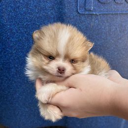 Stitch - Chocolate parti male Pomeranian puppy in Inola, Oklahoma from My Bella’s Pomeranians