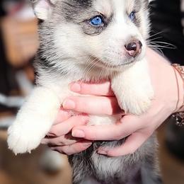 Pomsky Puppies from Nebula Ranch Pomskies
