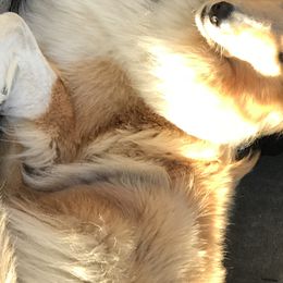 Collies from Gem Stone Collies