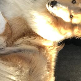Collies from Gem Stone Collies
