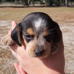 Little Man - Black tan and bluetick male Beagle puppy in Bell, Florida from Pridgeon Kennels