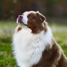 Jackson  - Australian Shepherd